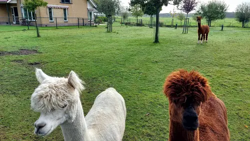 en zelfs lama's ziet Eva onderweg!